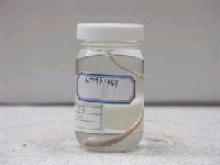 藏品(異齒前肛鰻)的圖片